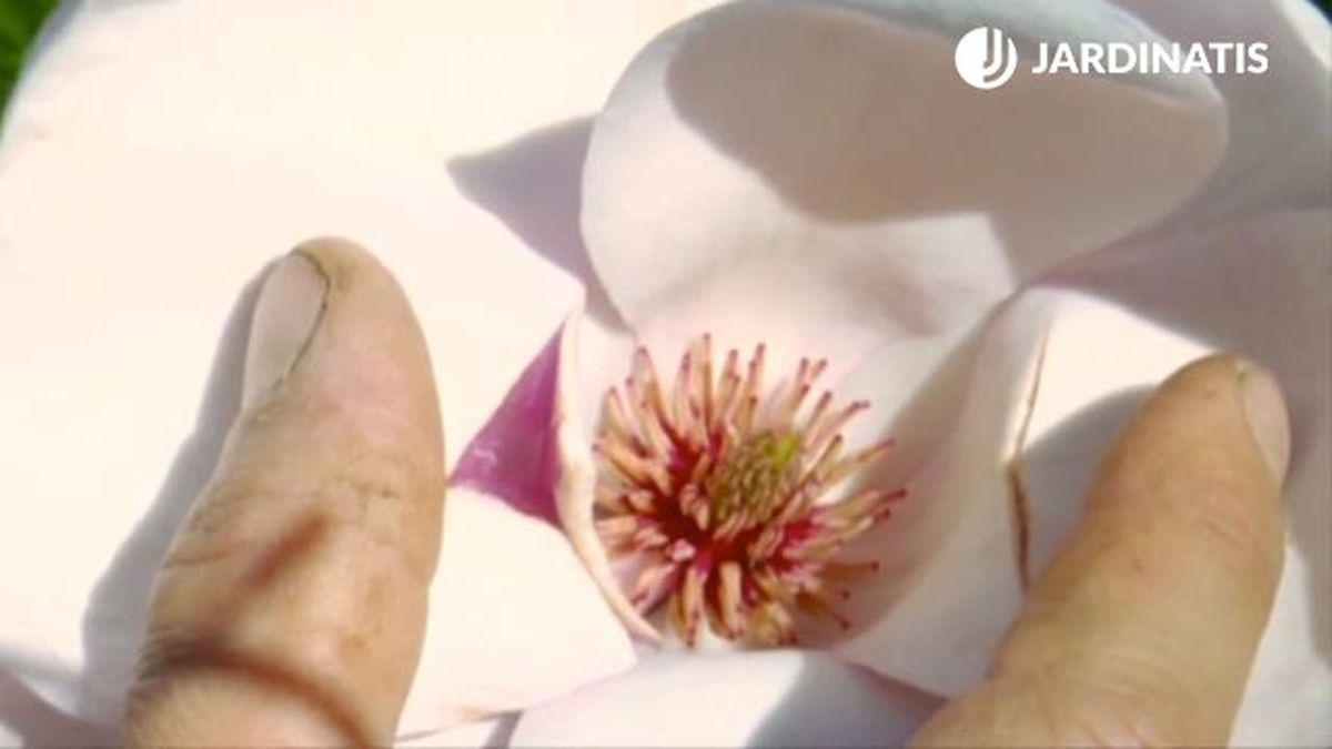 Magnolia soulangeanas Rose deco 531 jardin