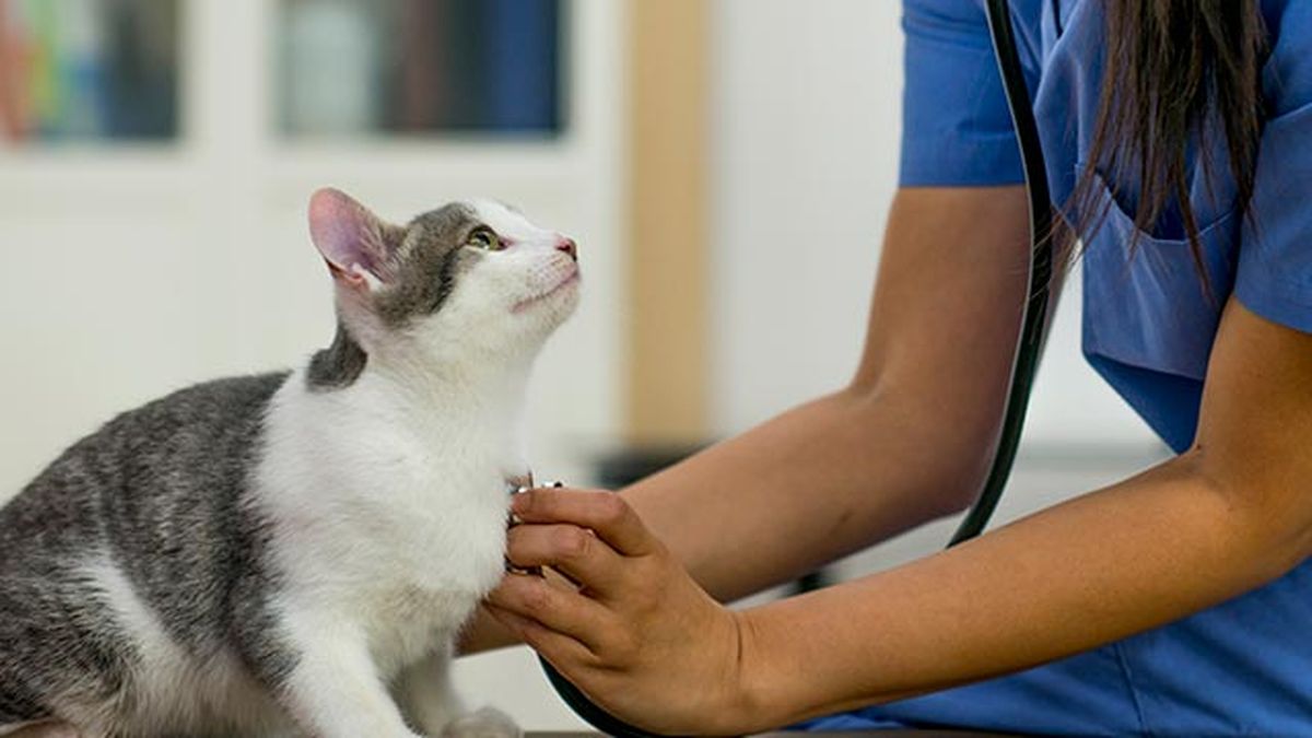gato en el veterinario