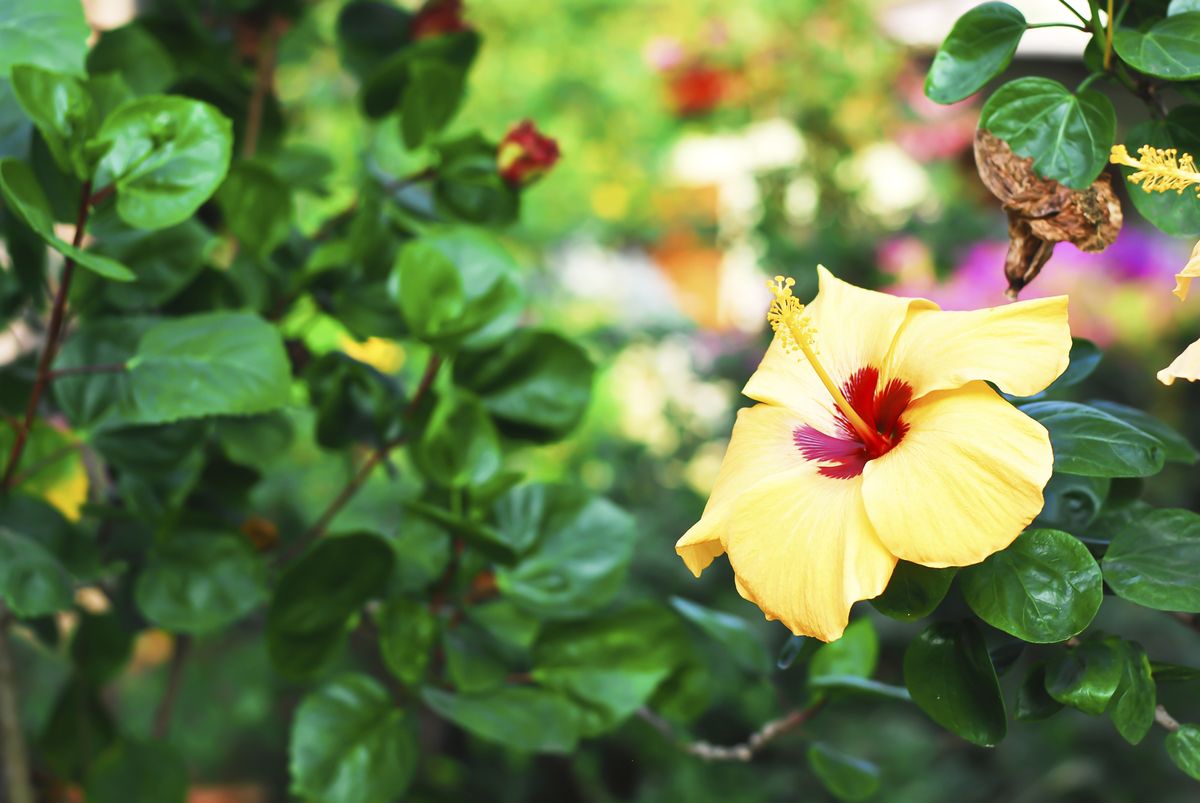 ROJA0021HU10_Cómo trasplantar un hibisco