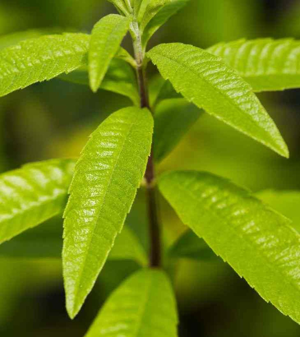 hojas loysia triphylla hierbaluisa