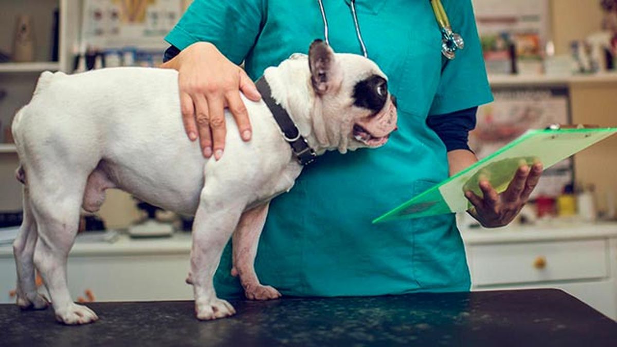 linfoma en nuestras mascotas 4