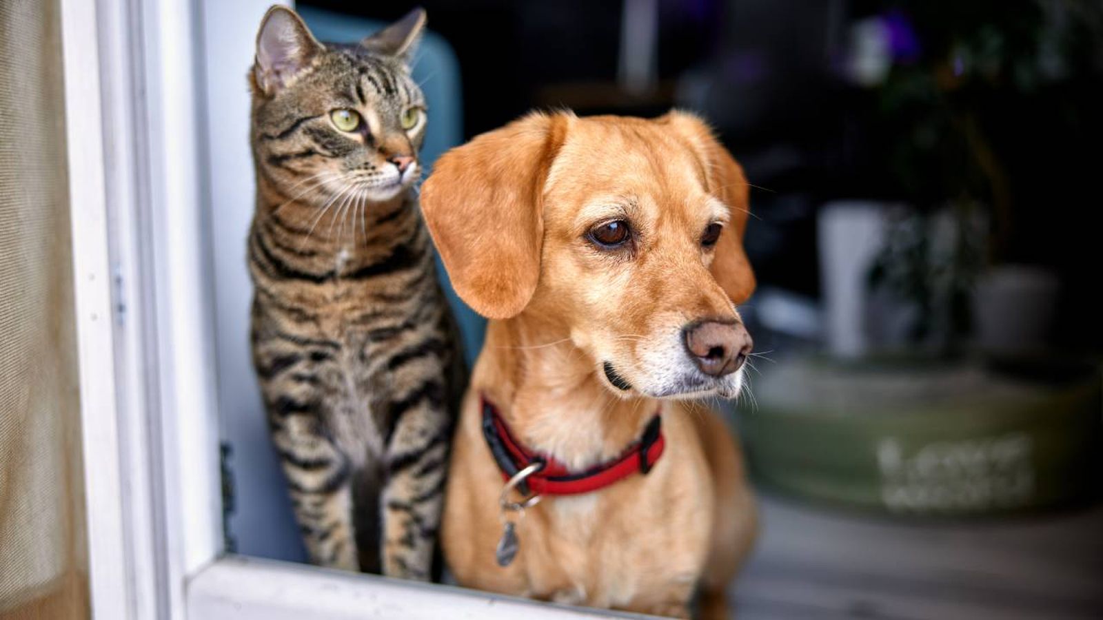 cuanto tiempo pueden estar mascotas solas en casa ley de bienestar animal 2023