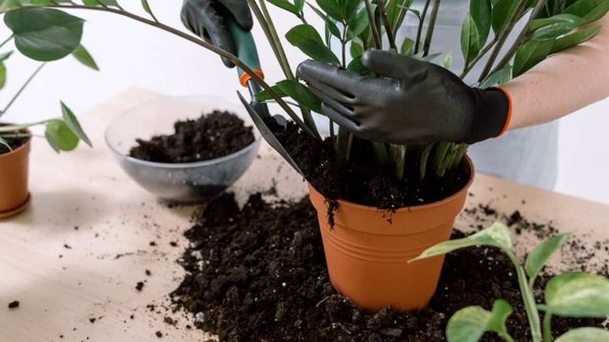 como trasplantar la zamioculca