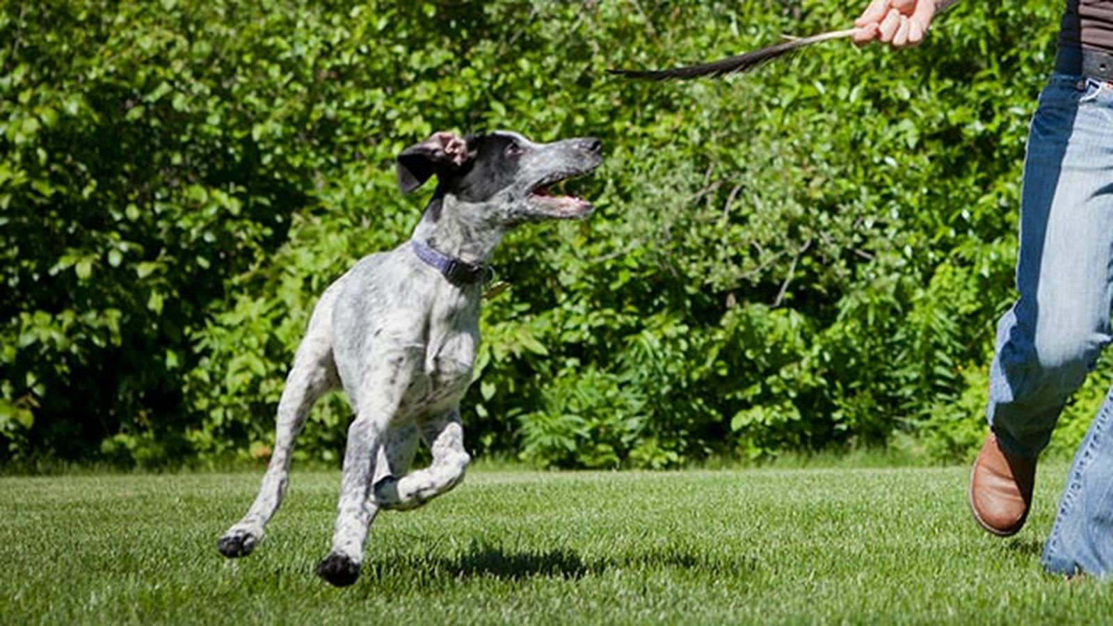 perro eurohound 5 perro eurohound 5