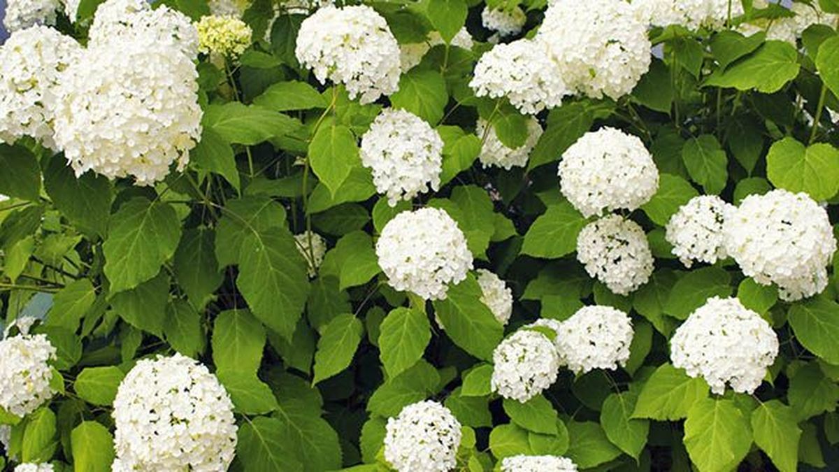 hortensia annabelle