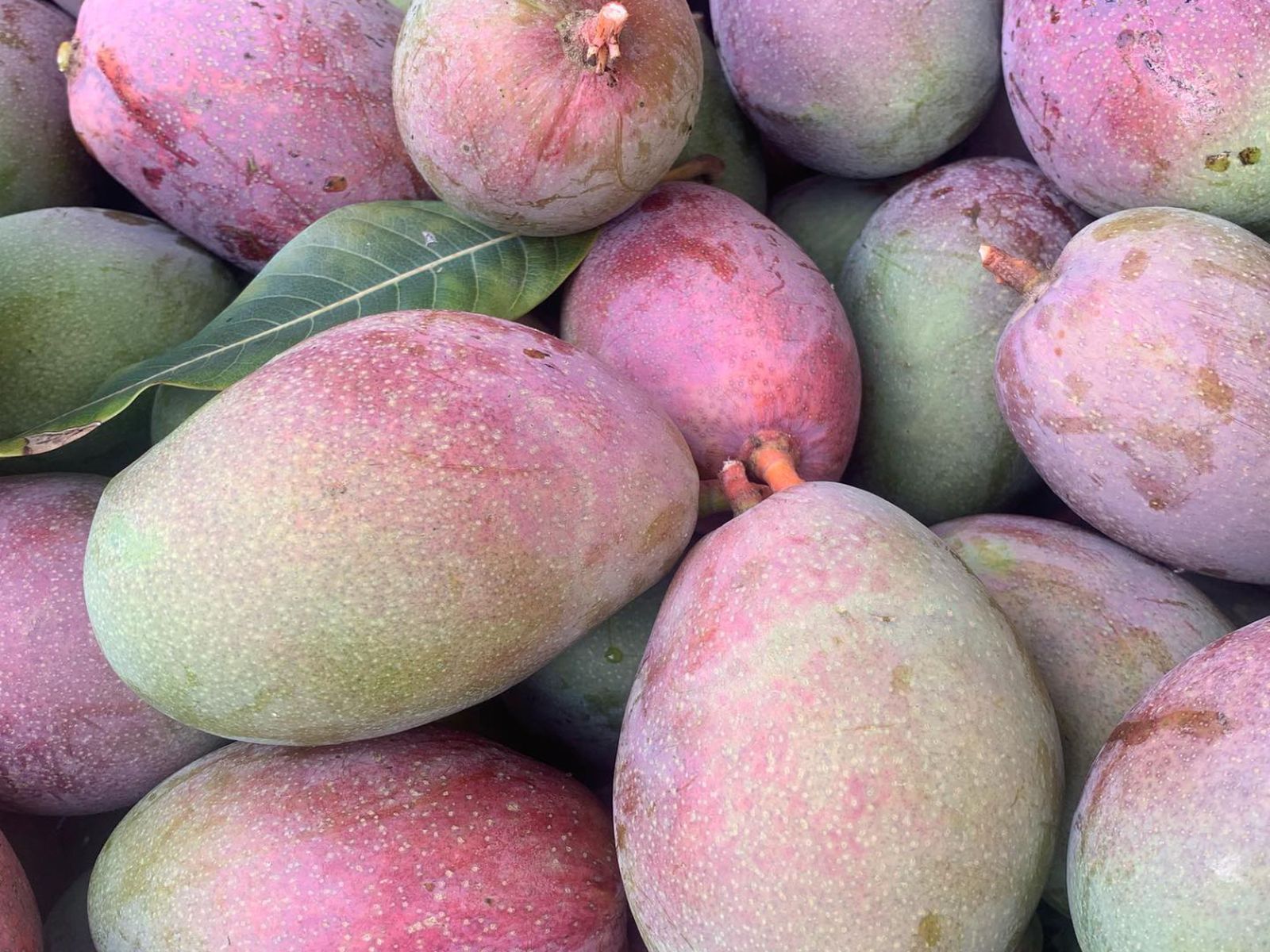 Mangos malagueños recién recolectados en la Axarquía, donde este fruto tropical alcanza su punto más dulce entre septiembre y noviembre. Mangos malagueños recién recolectados en la Axarquía, donde este fruto tropical alcanza su punto más dulce entre septiembre y noviembre.