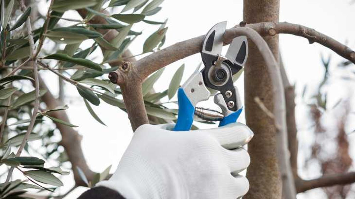 Poda de una rama de olivo