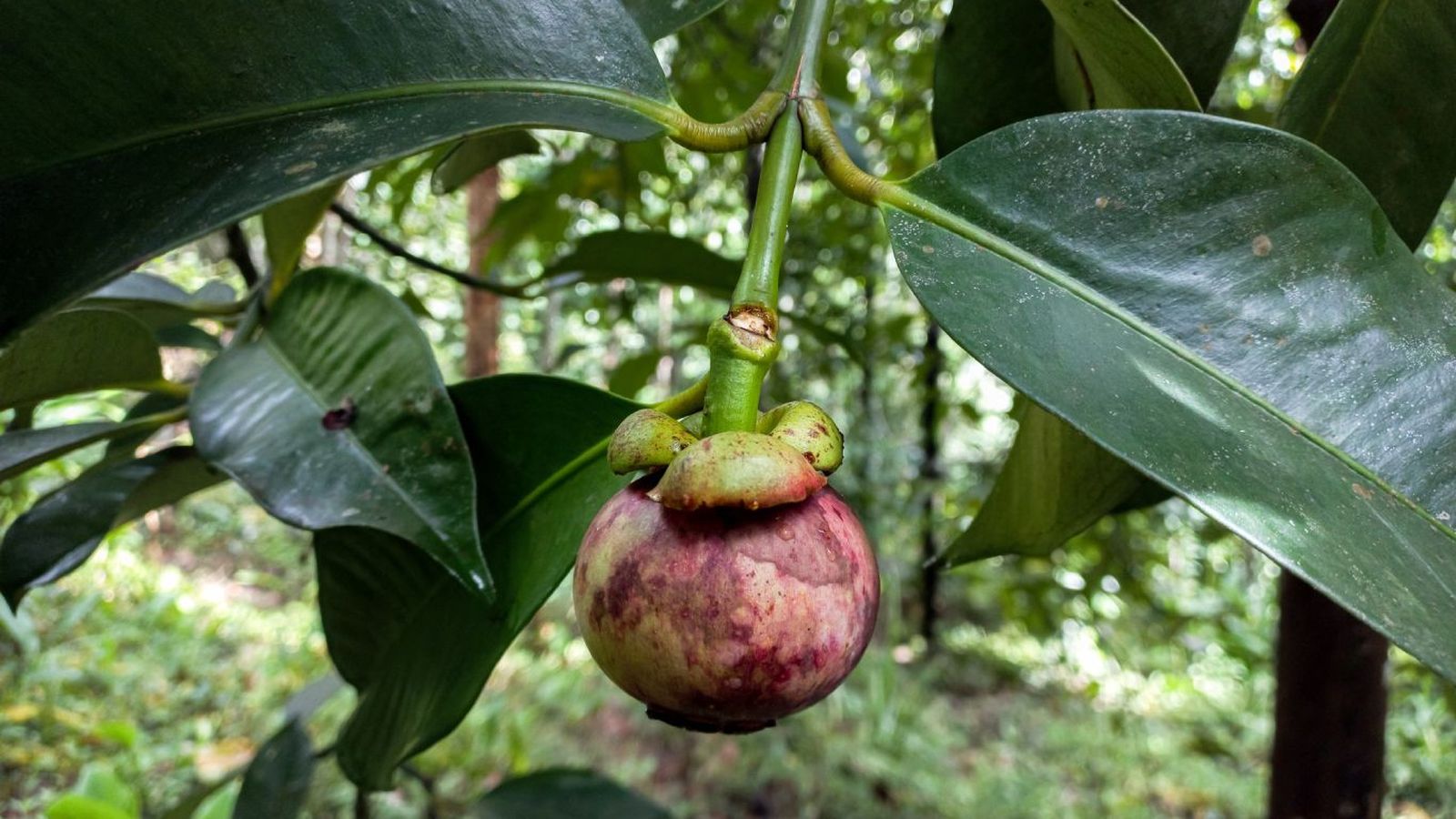 Árbol de mangostán Árbol de mangostán