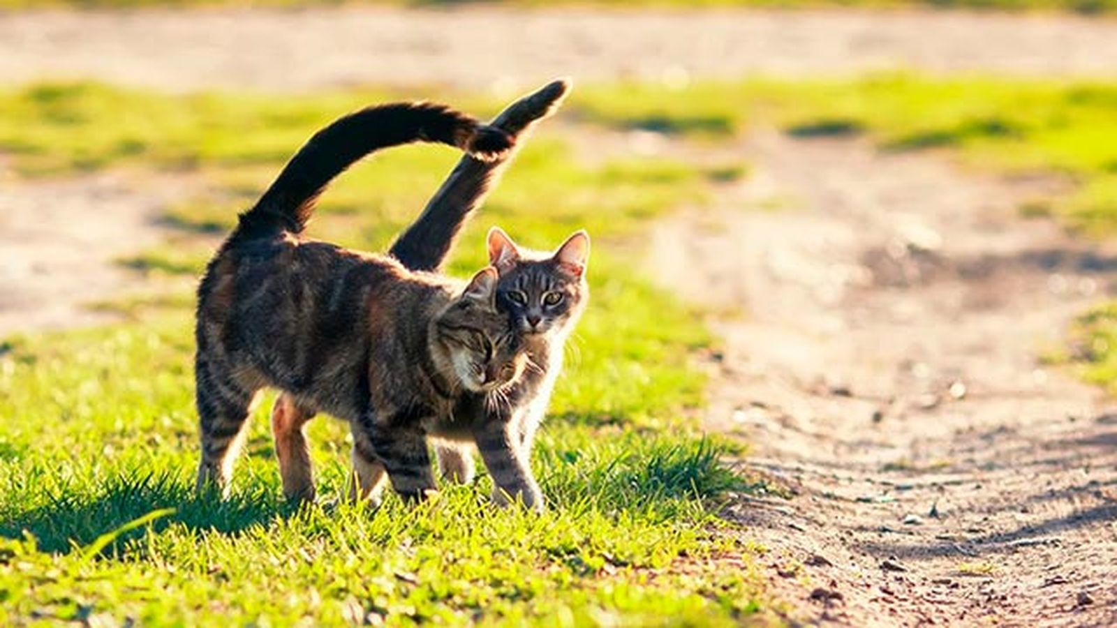 gatos celo gatos celo