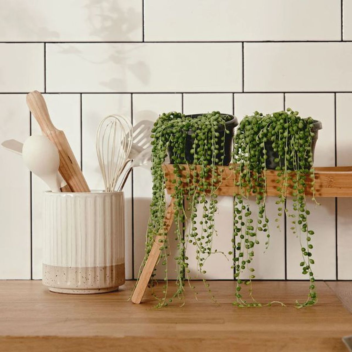 senecio rowleyanus april plants