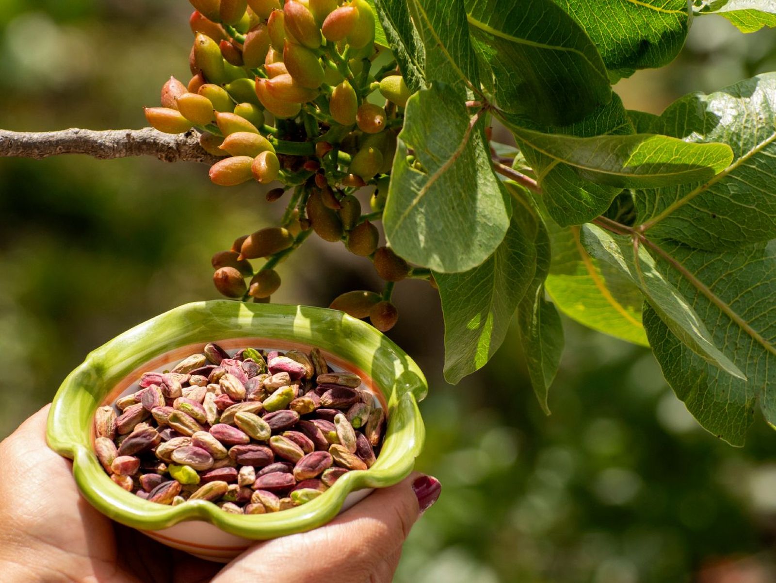 Pistacho árbol