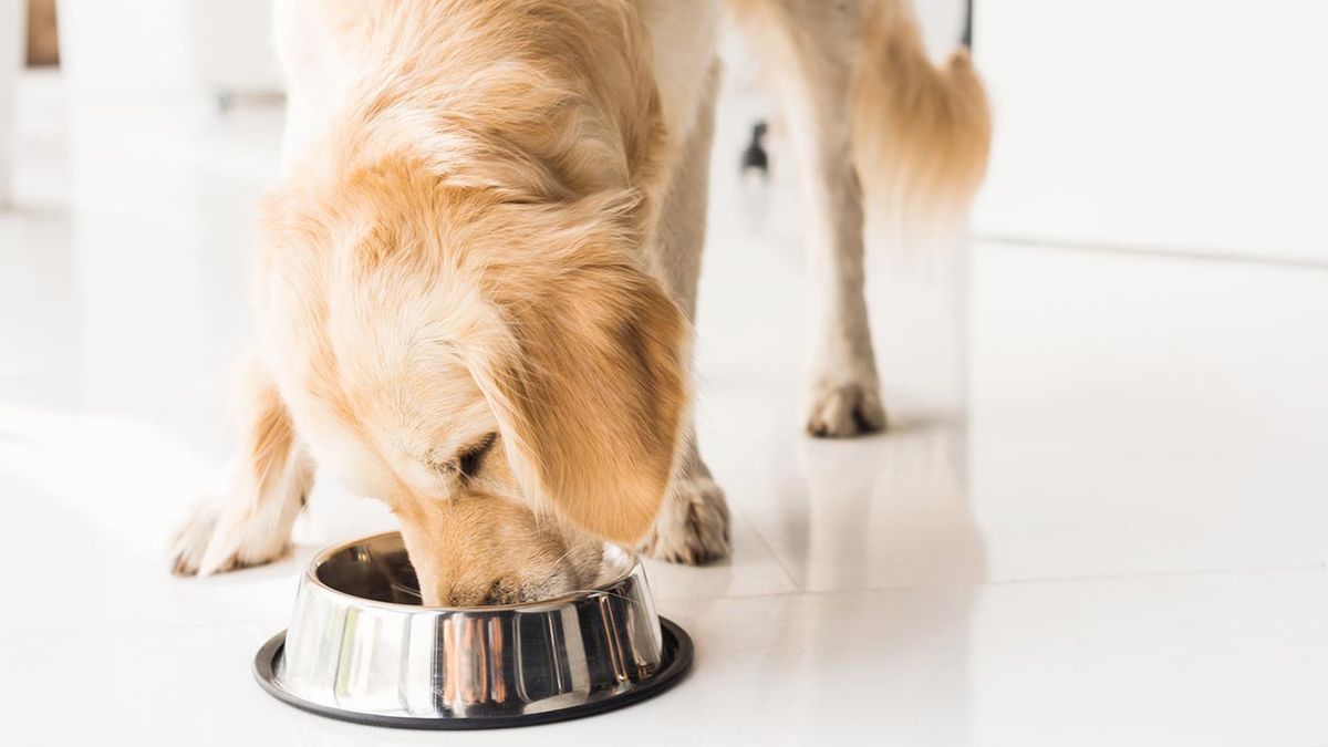 comida sostenible perros 11