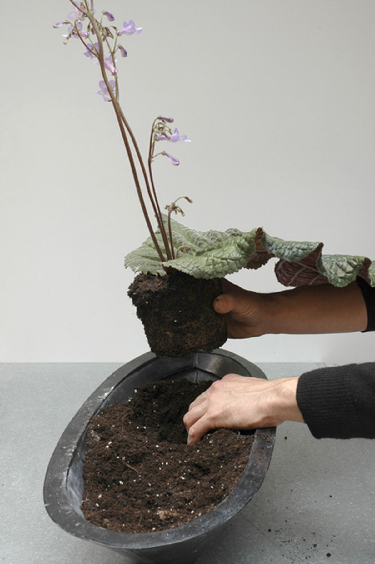 STREPTOCARPUS WENDLANDII Paso 1