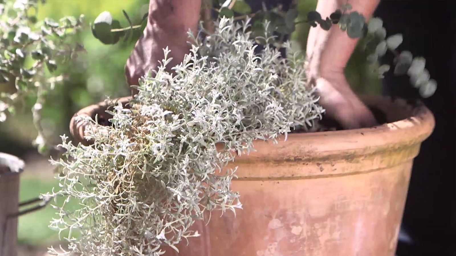 966 composicion Eucalyptus gunnii cerastium 966 composicion Eucalyptus gunnii cerastium