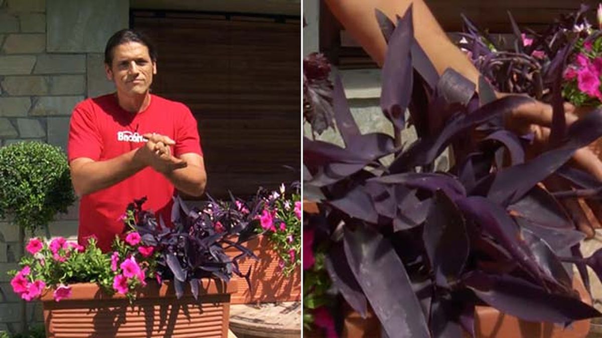 tradescantias purpureas balcon xl brico 832