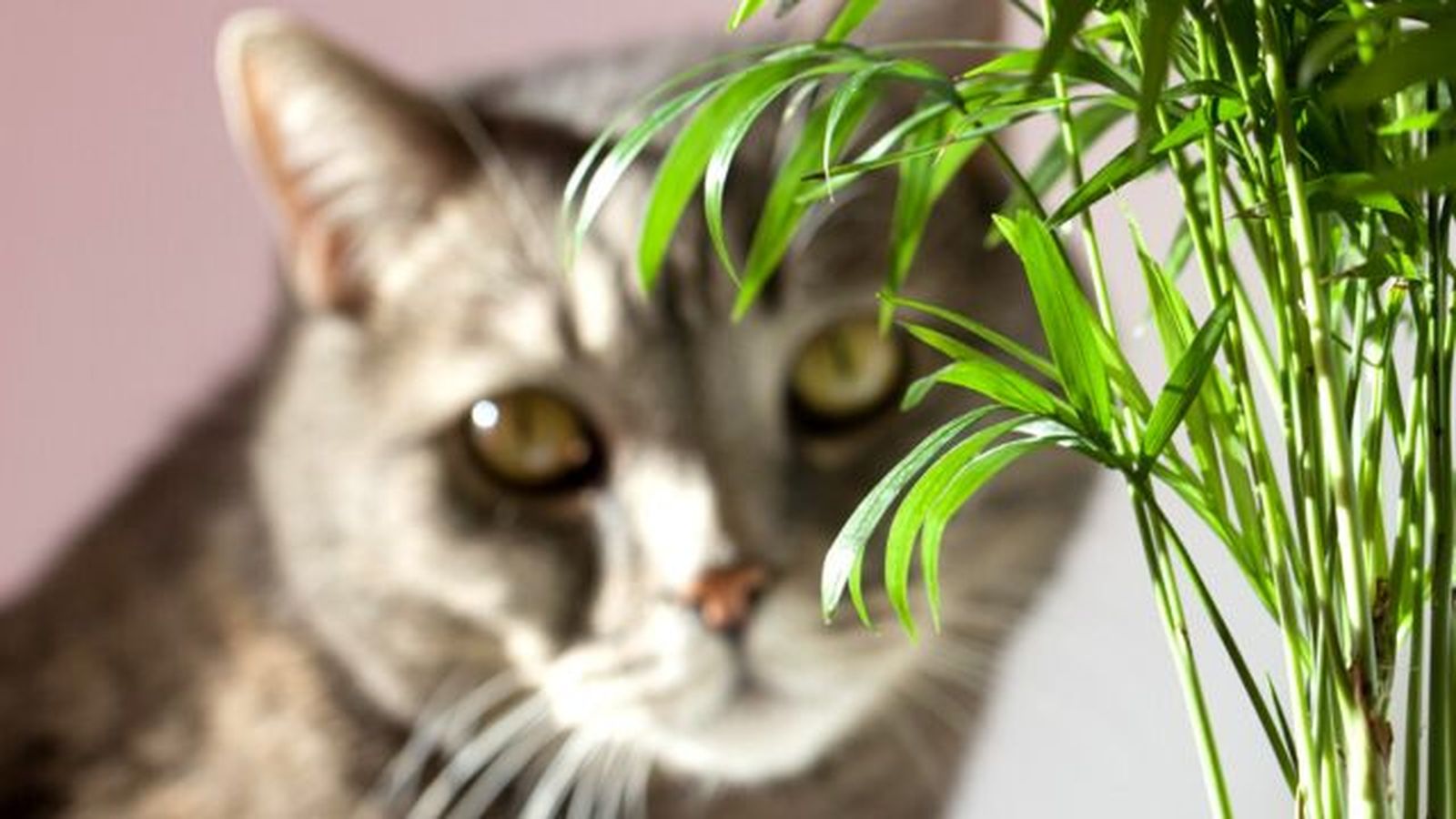 Chamaedorea elegans planta no toxica para gatos Chamaedorea elegans planta no toxica para gatos