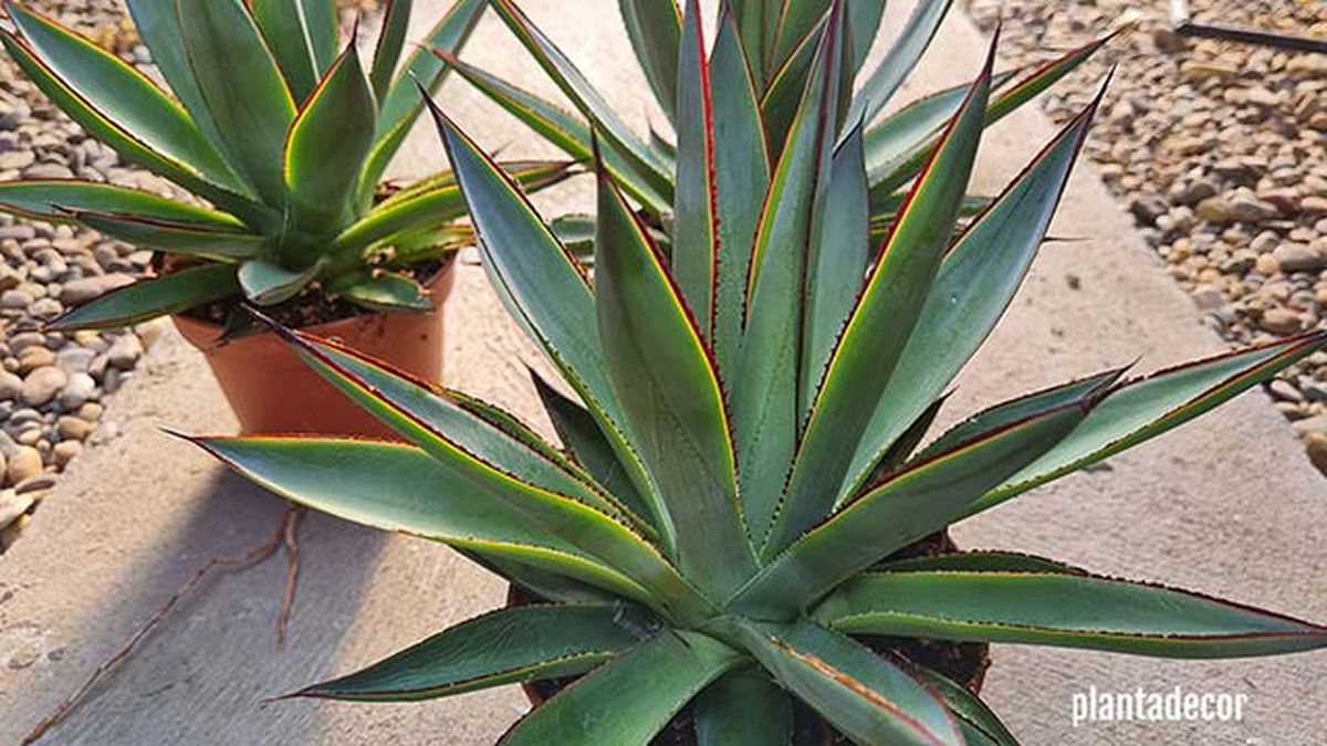 caracteristicas agave shaka zulu