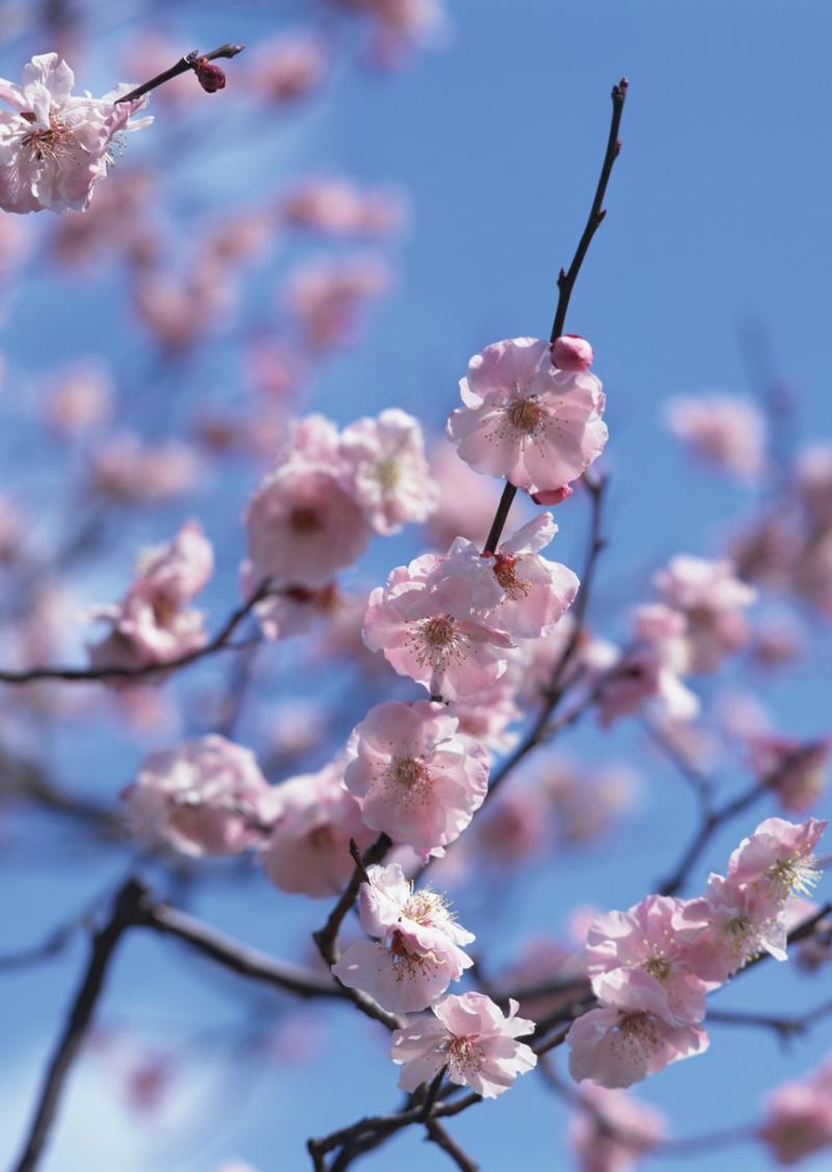 Prunus mume.
