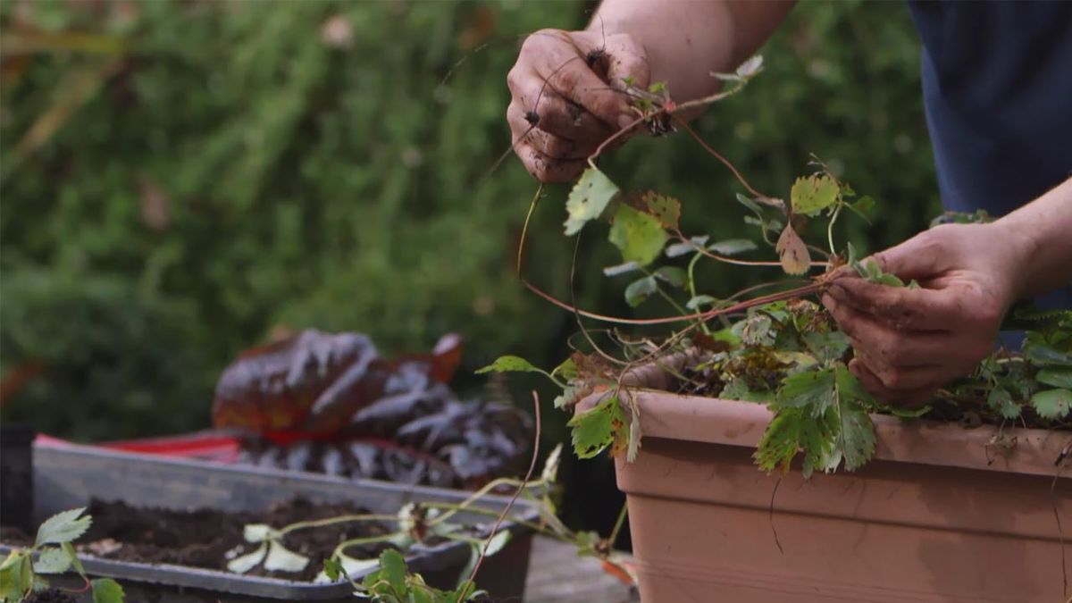 brico jardin 1021 reproducir fresales estolones