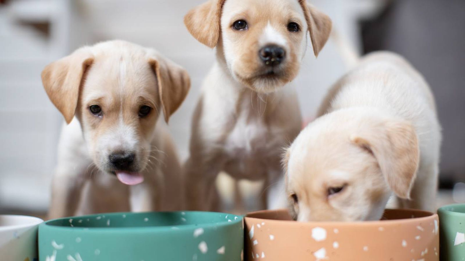 alimentacion mascotas xl