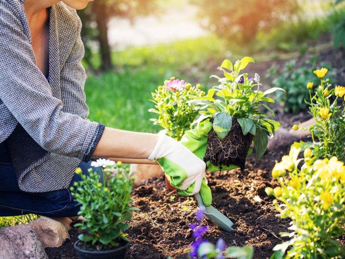 Es una planta que demanda riegos frecuentes, tierra húmeda y sombra parcial.