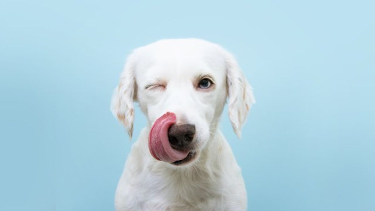 por que lamen los perros 9