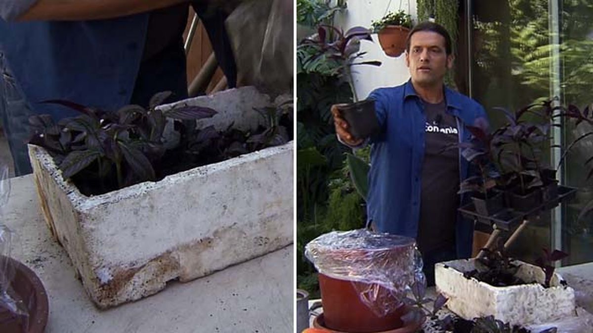 reproducir planta escudo persa brico 884