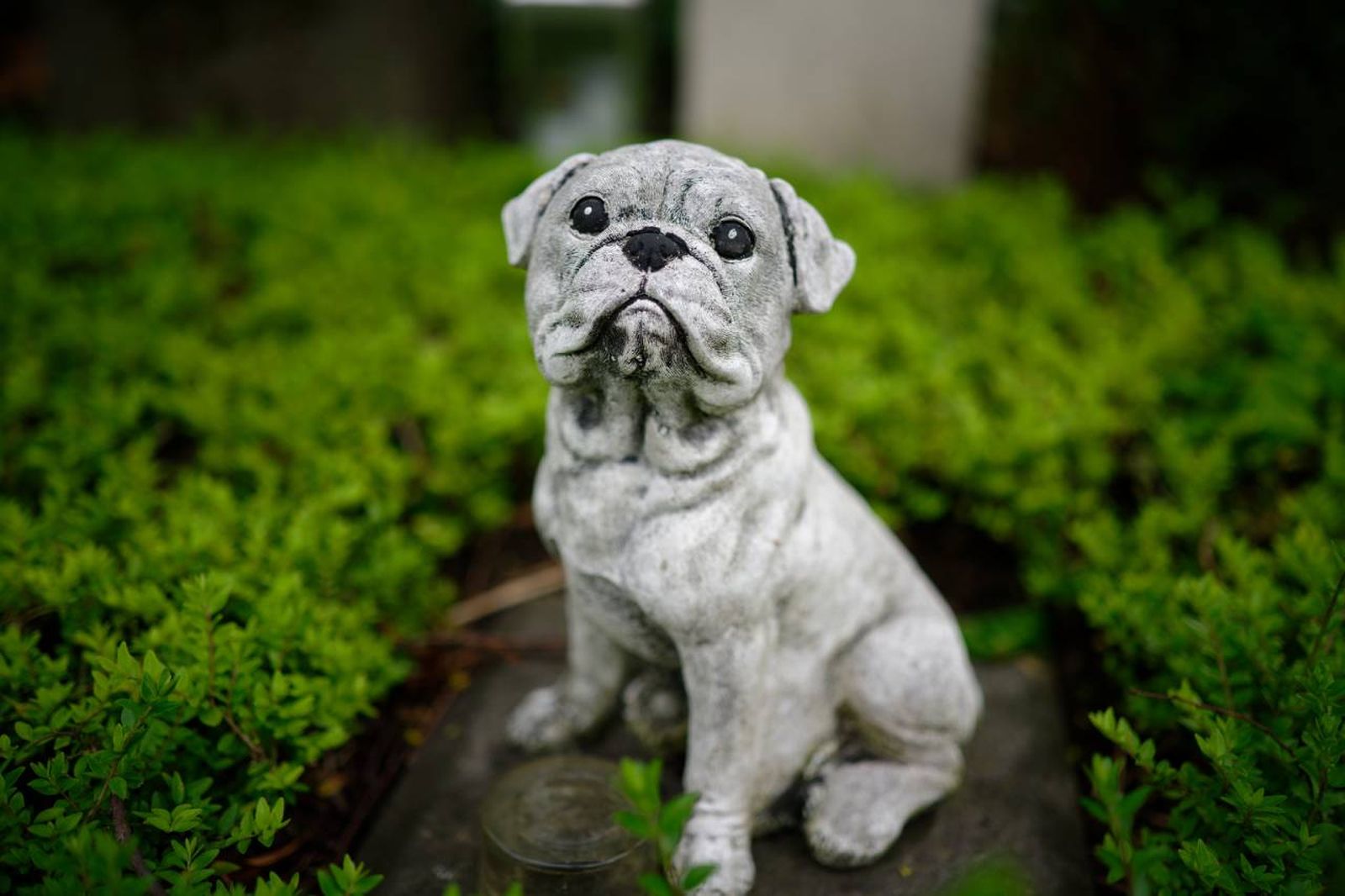 Descubre qué son los cementerios de mascotas y para qué sirven