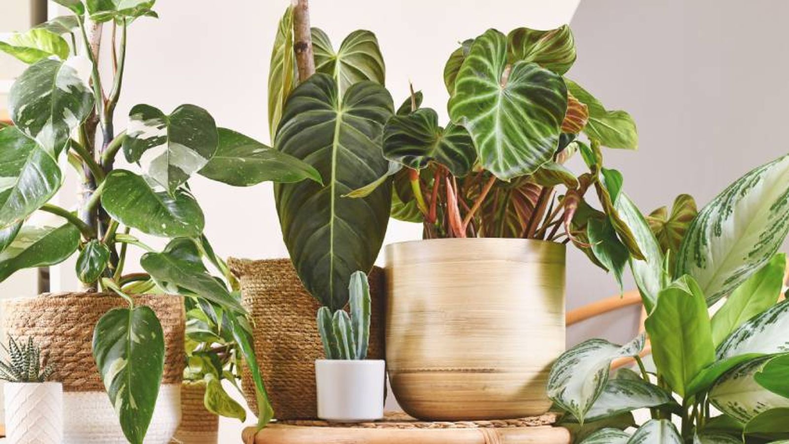 Plantas de interior