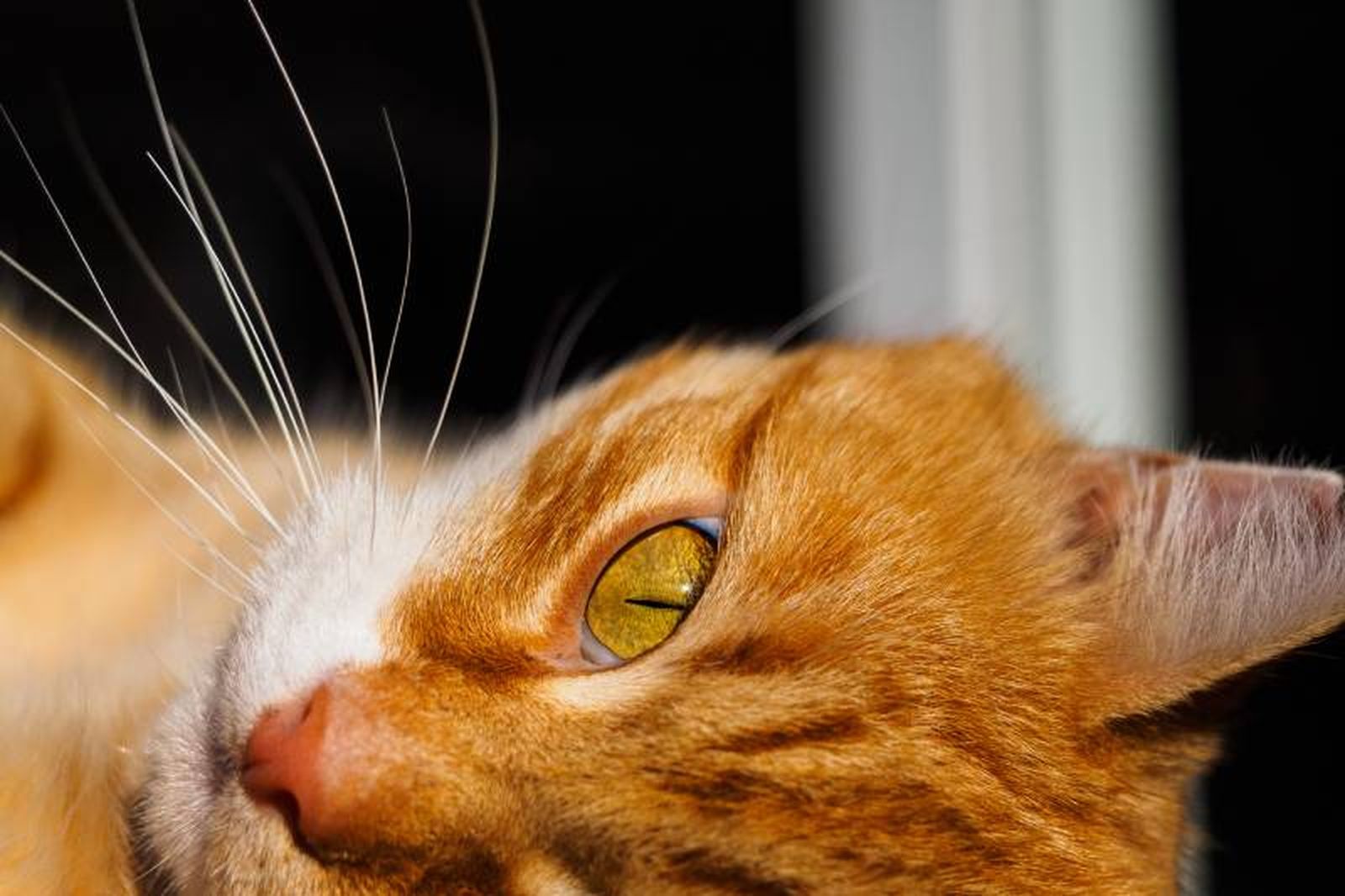 Al igual que las orejas y la cola, la comunicación no verbal de los gatos pasa por los bigotes. Al igual que las orejas y la cola, la comunicación no verbal de los gatos pasa por los bigotes.
