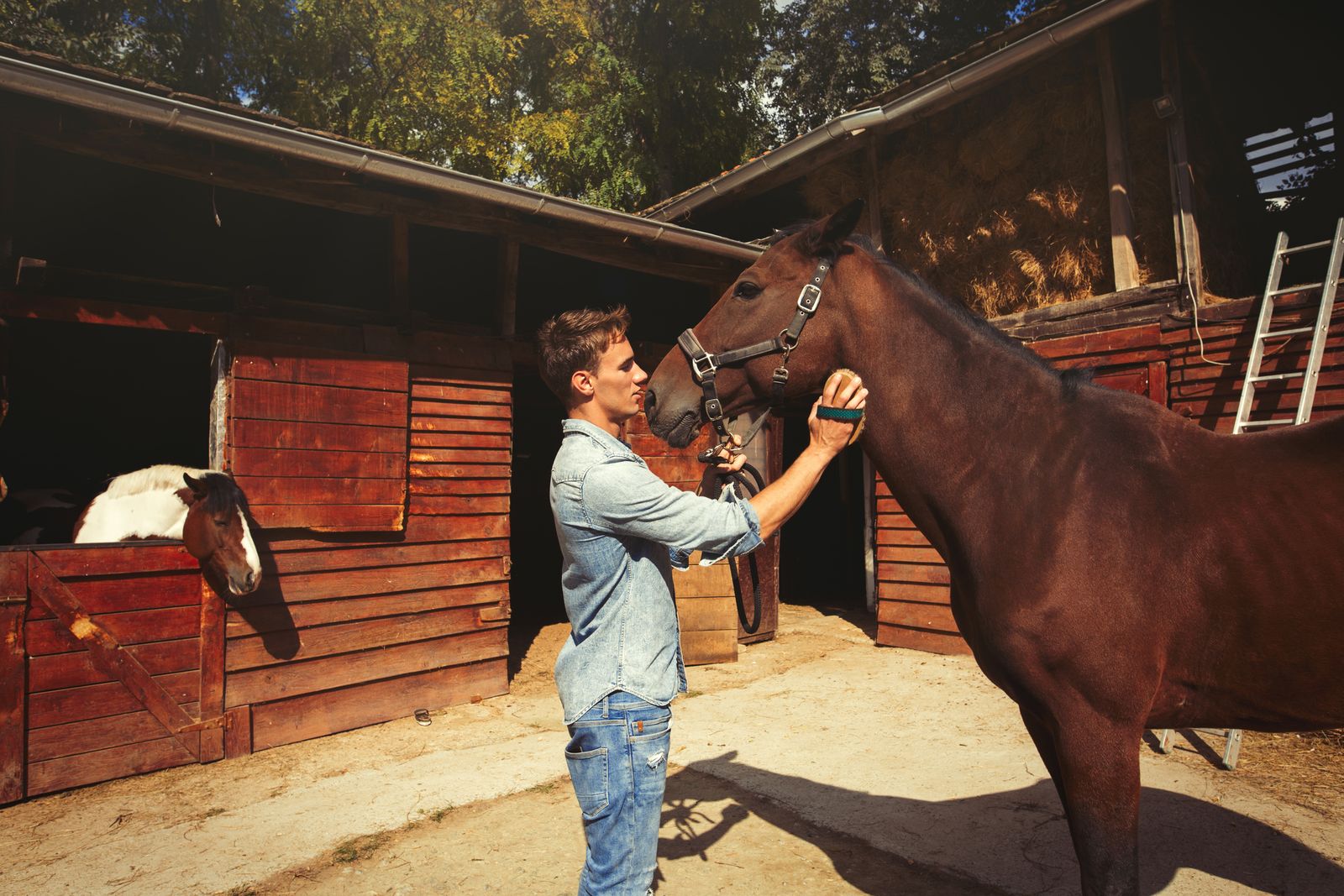 limpiar caballo limpiar caballo