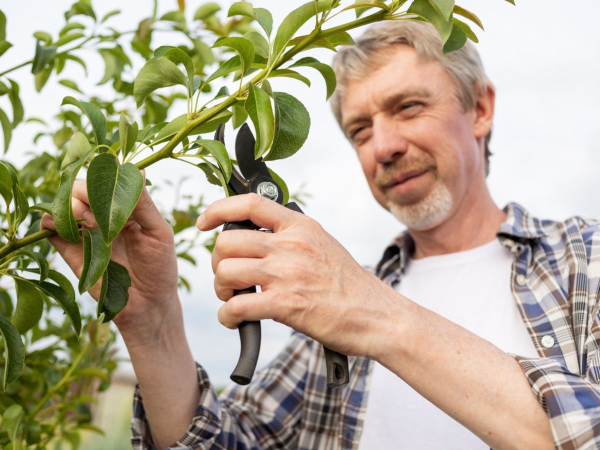 Los cortes deben realizarse siempre por encima de una yema o brote lateral.