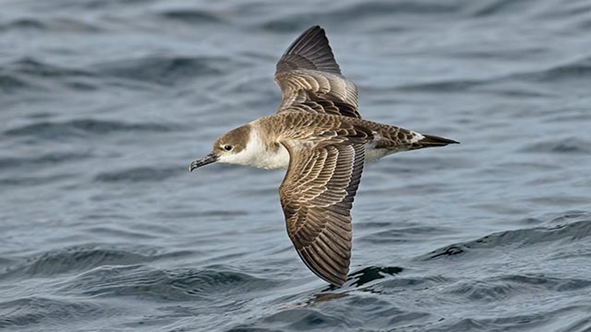 aves migratorias 5 pardela sombria