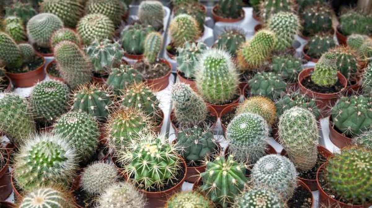 los cactus son suculentas