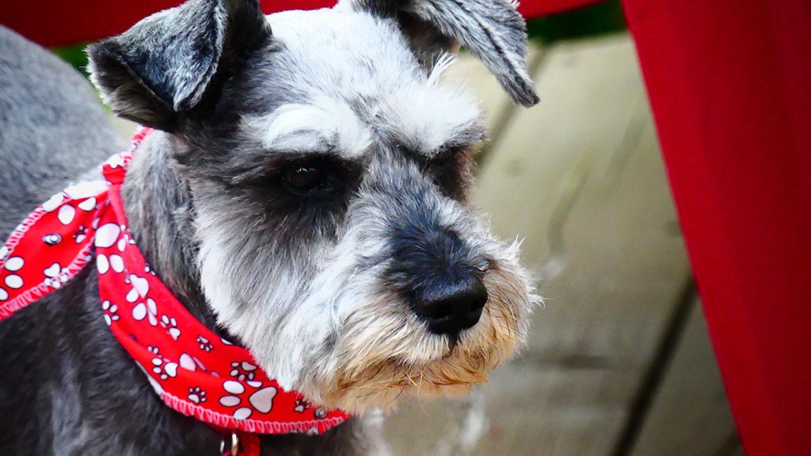 schnauzer enano 3 schnauzer enano 3