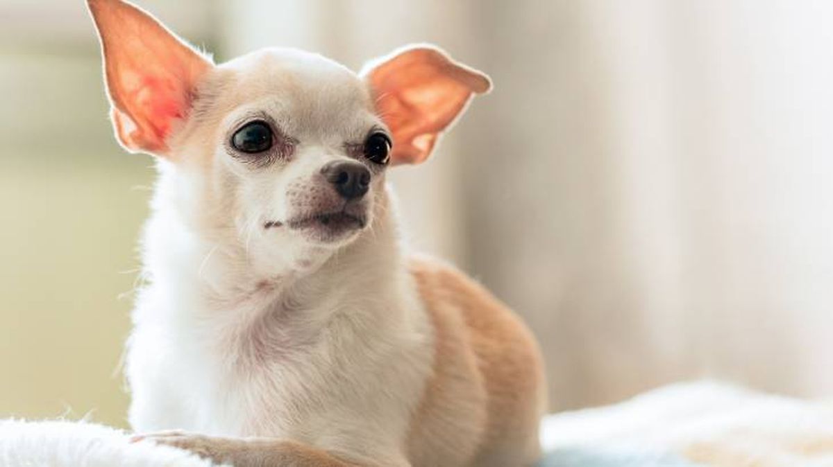 chihuahua perros miniatura