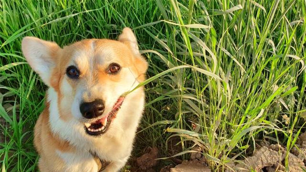 por que los perros comen hierba