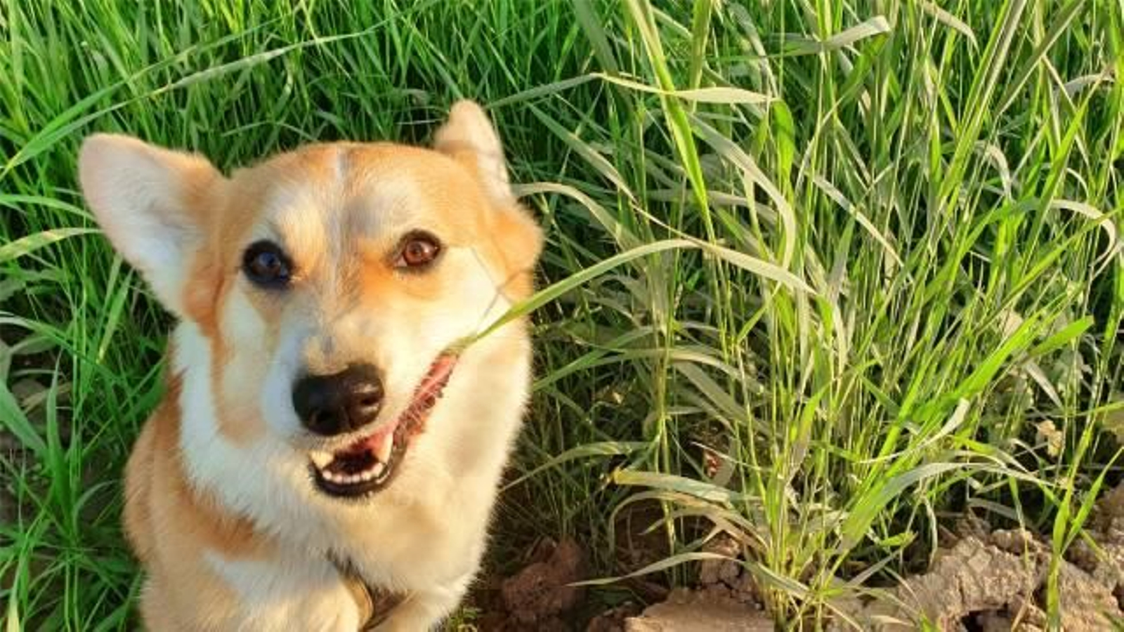 por que los perros comen hierba