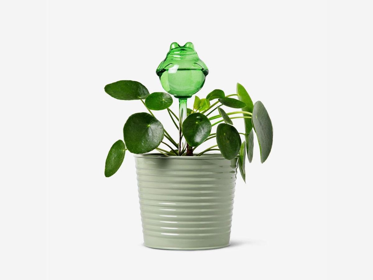 Riego automático para plantas en forma de rana