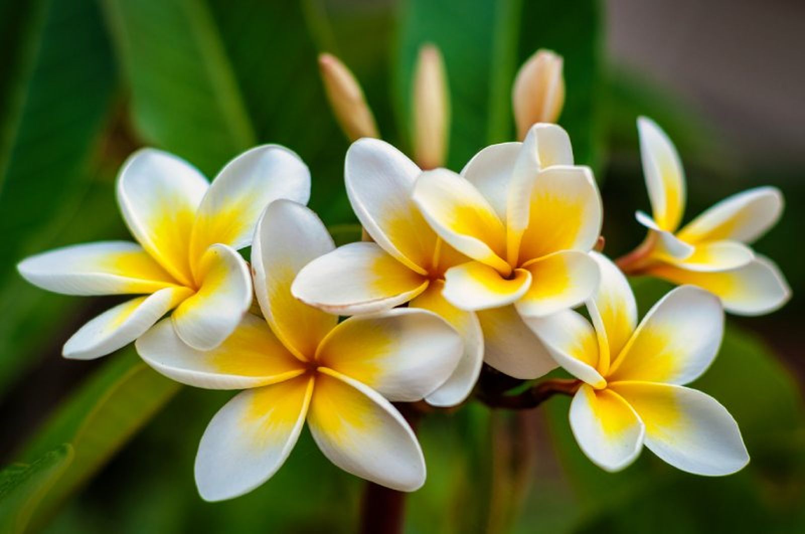 Plumeria rubra. Plumeria rubra.