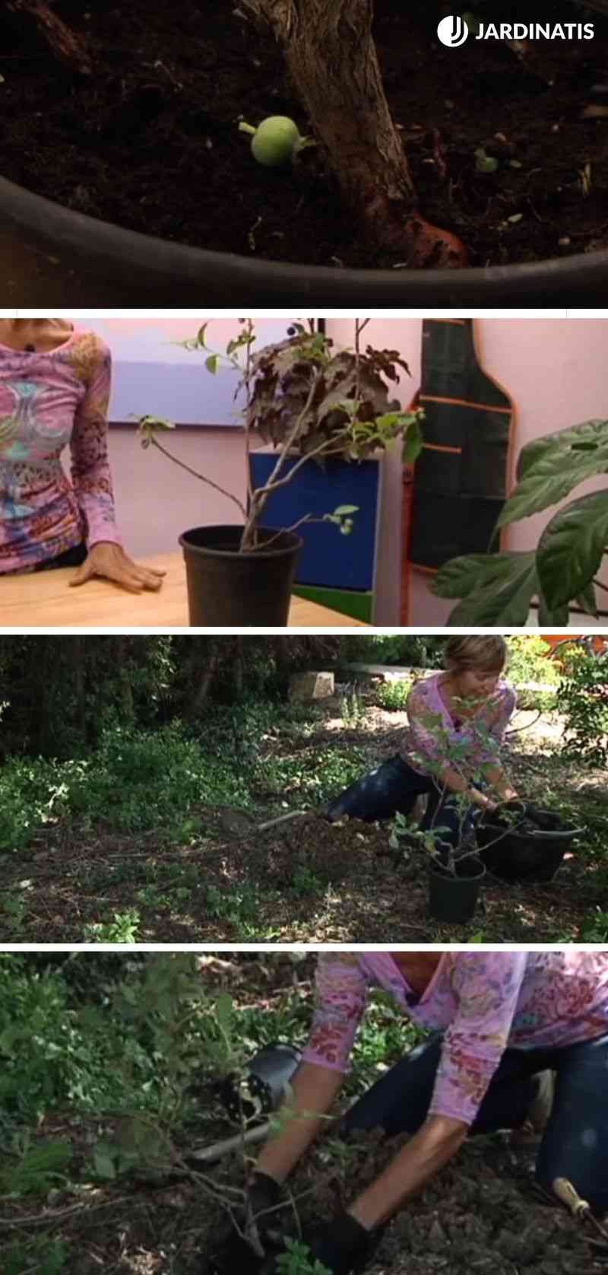 Plantación de un arándano en el jardín