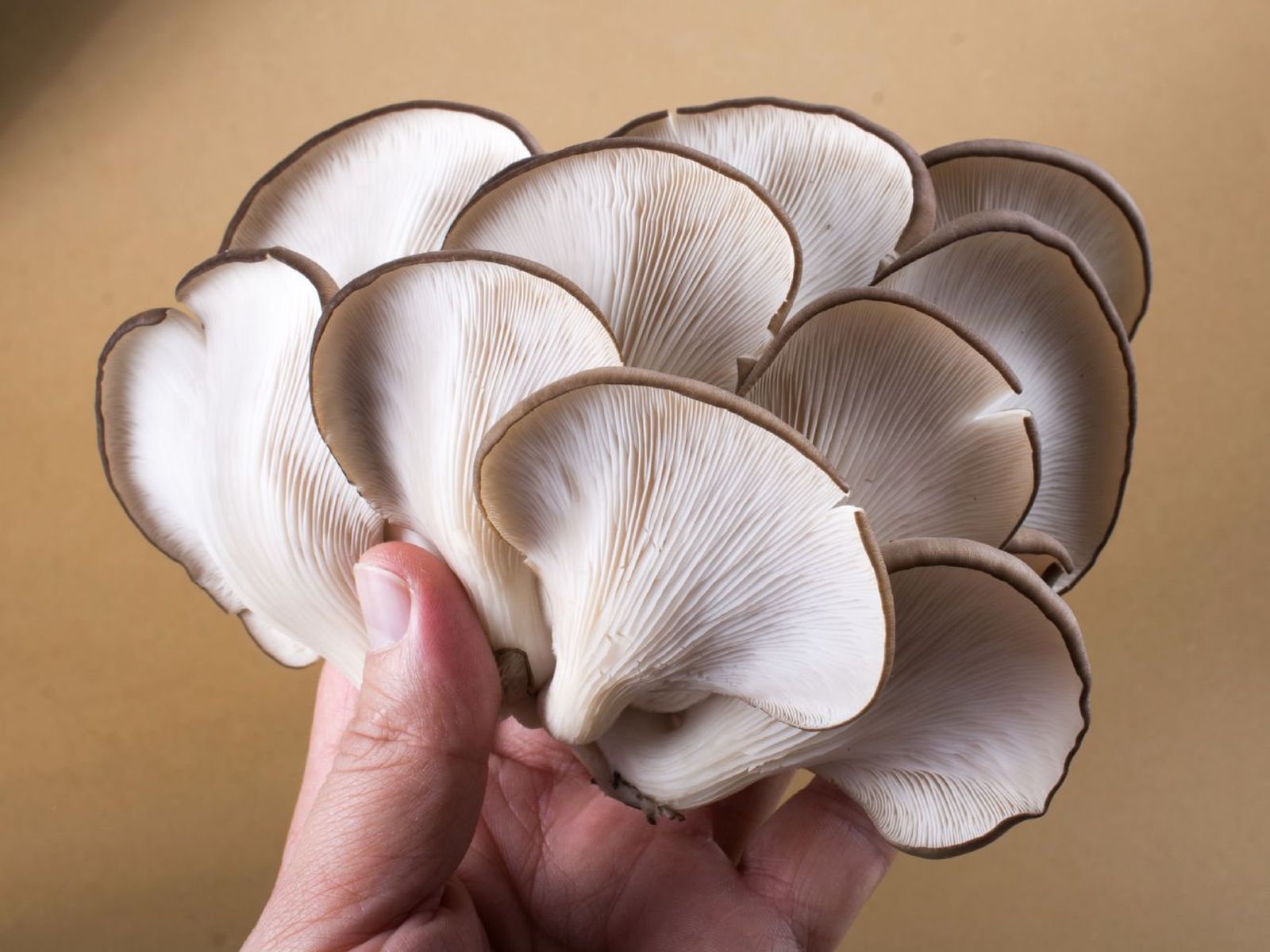 Seta de ostra (Pleurotus ostreatus) Seta de ostra (Pleurotus ostreatus)
