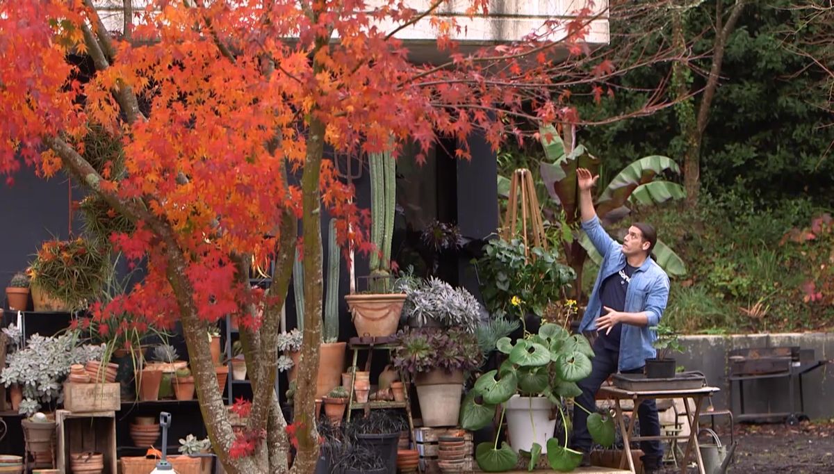 973 boina de vasco hojas tapada