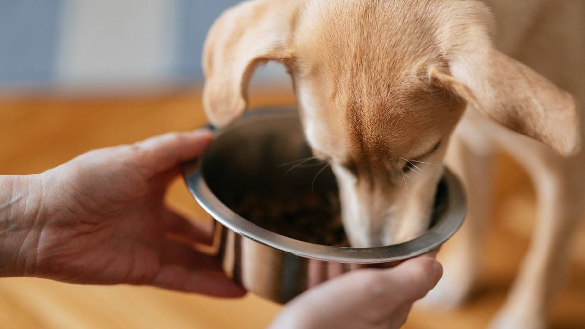Pueden comer lo mismo que los humanos