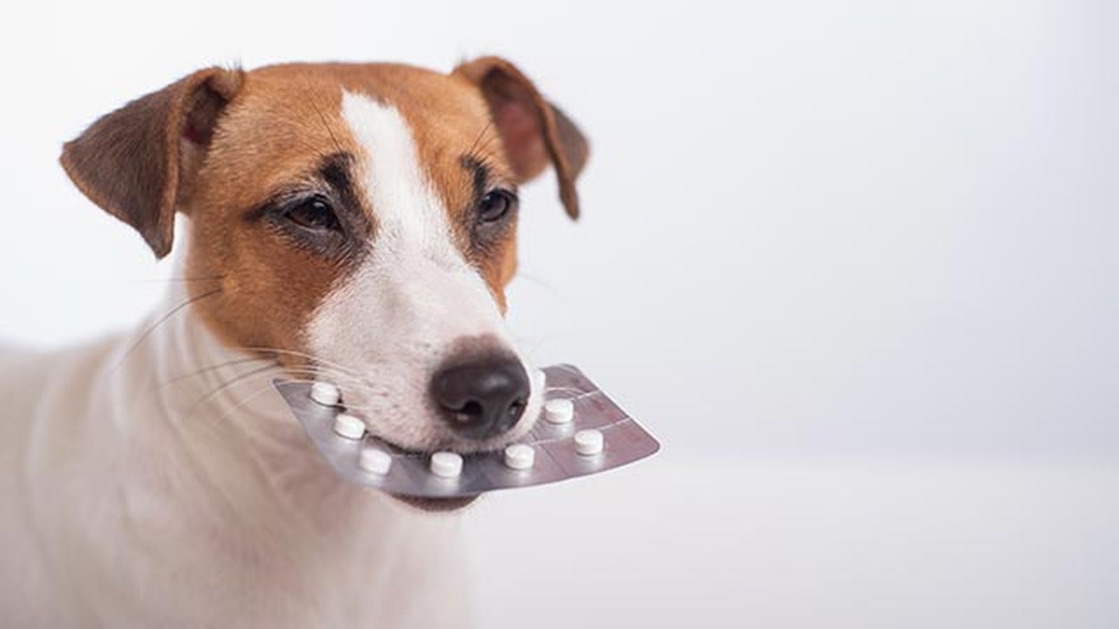ansioliticos tranquilizantes perros pastilla