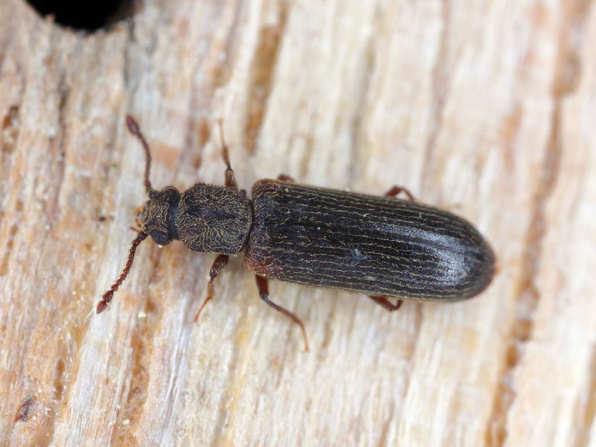 Polilla en la madera