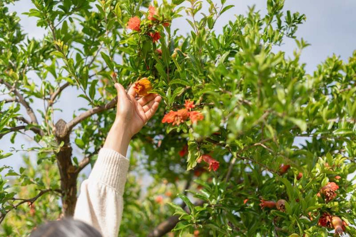 Espera a que el granado supere ligeramente el medio metro
