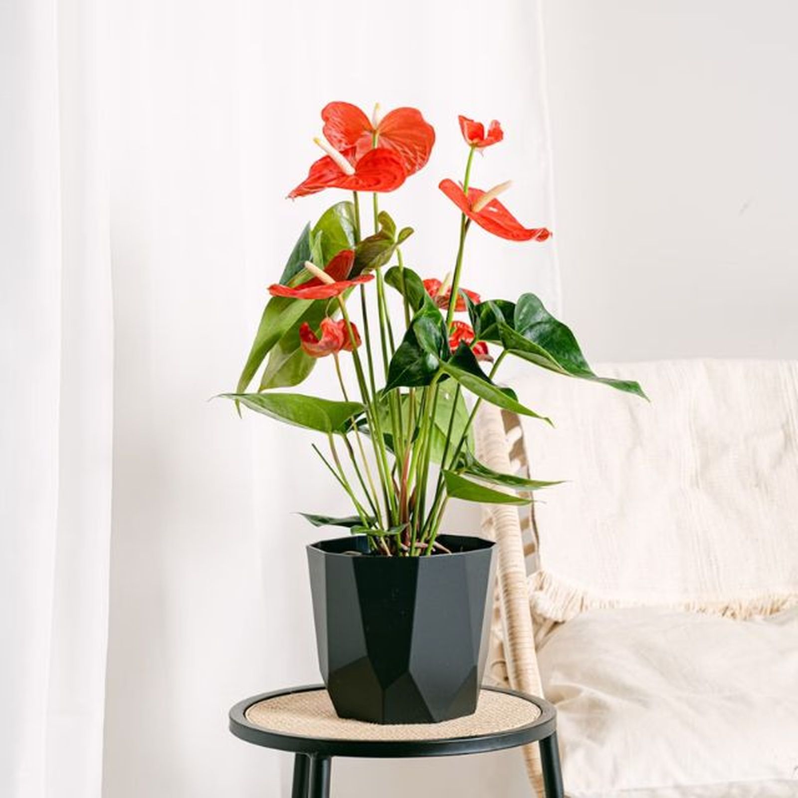 anturio planta de interior roja para regalar navidad be green anturio planta de interior roja para regalar navidad be green