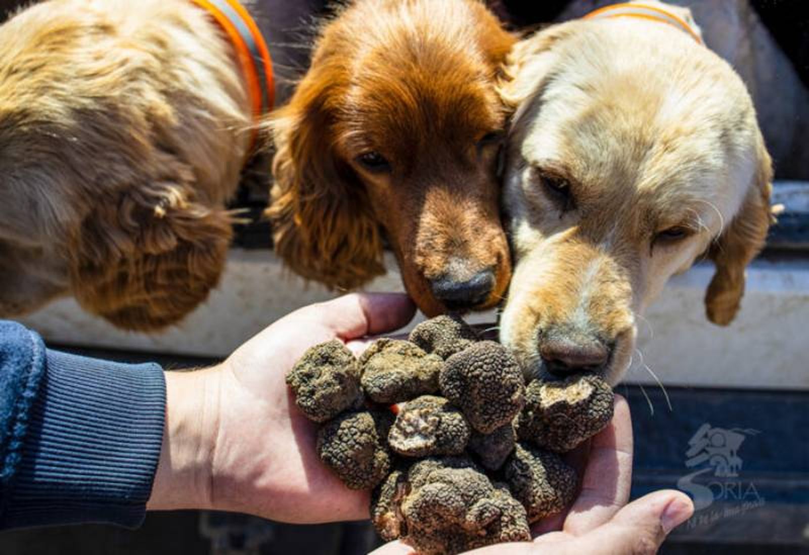 Los perros truferos son entrenados desde cachorros. Los perros truferos son entrenados desde cachorros.