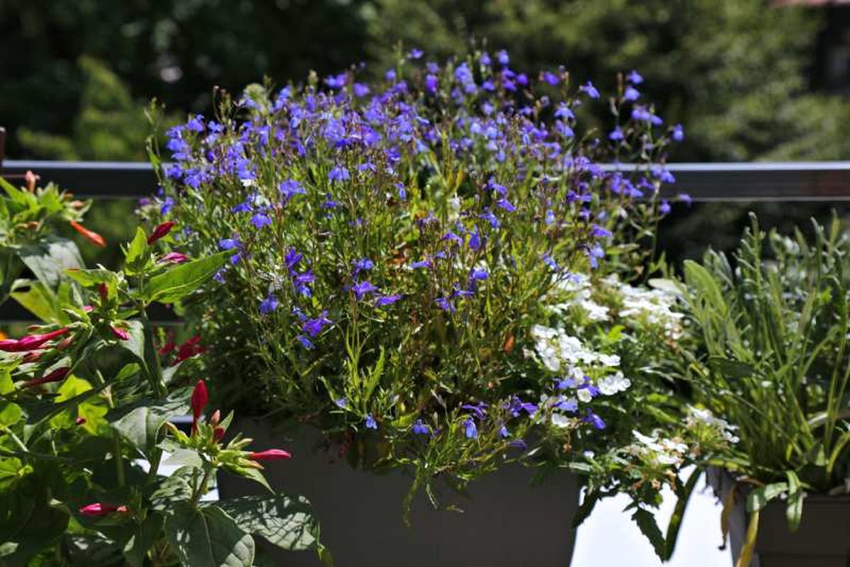 Las pequeñas flores de la lobelia son muy decorativas